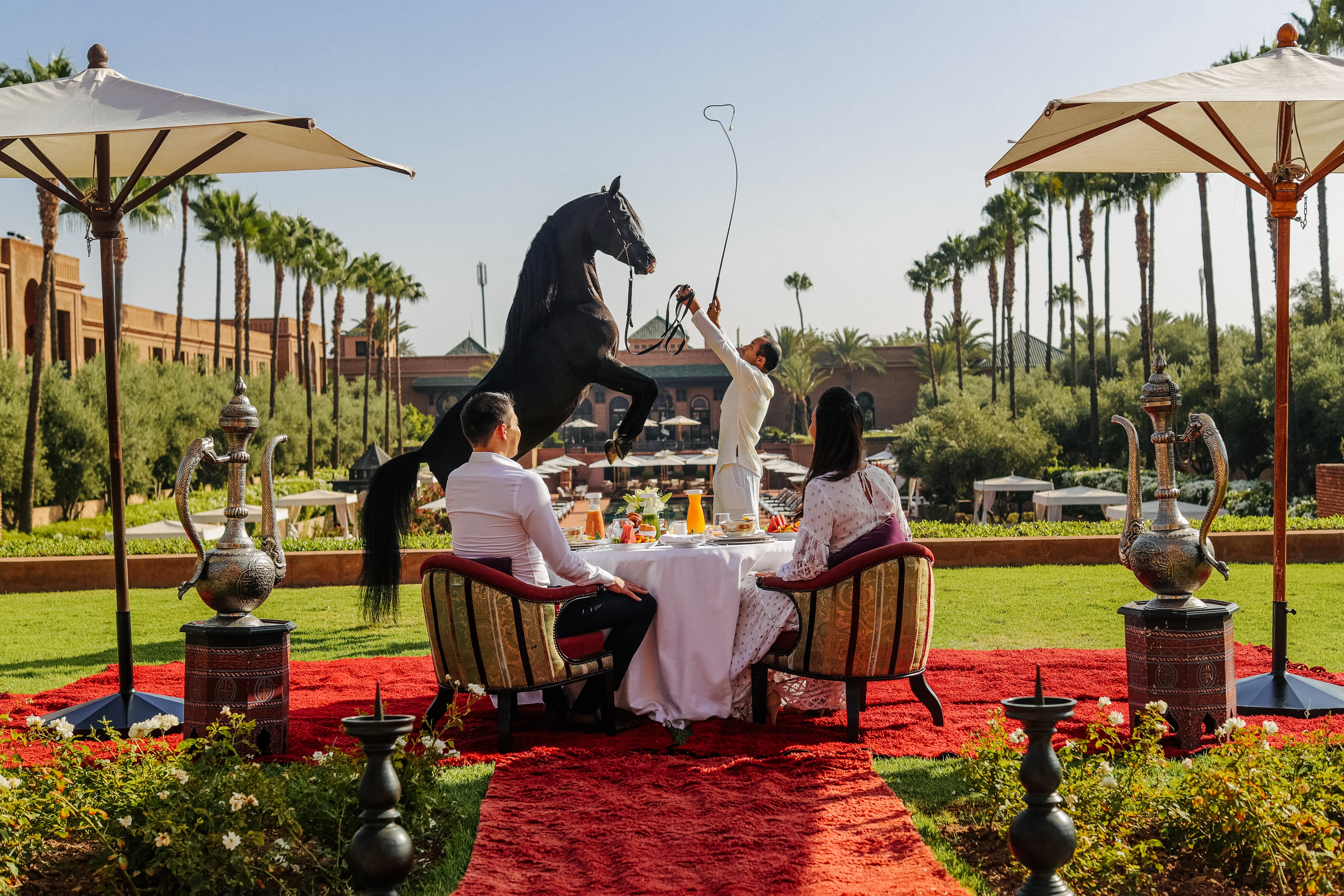 Purebred Arabian Thoroughbred Presentation