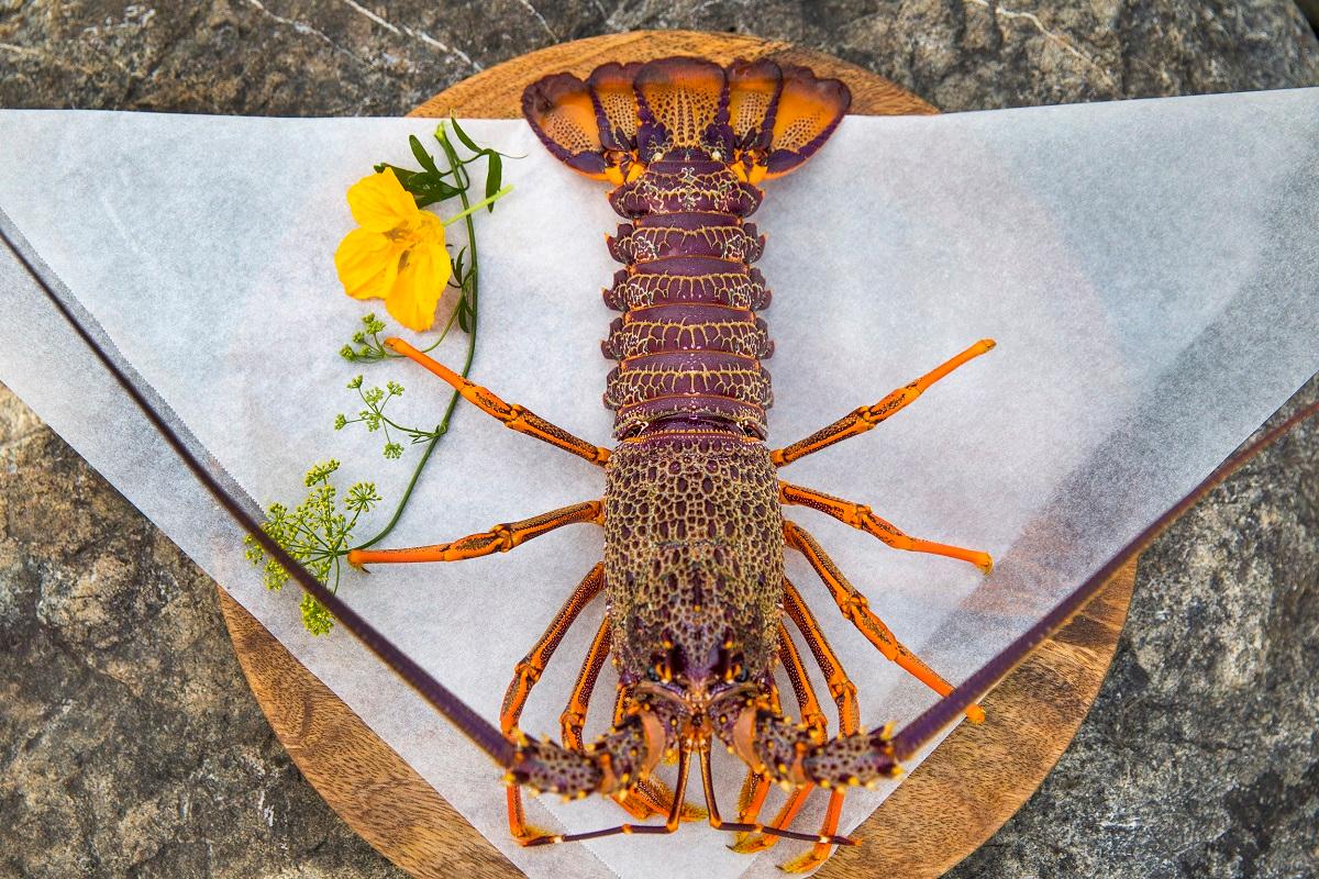 Fresh Kaikoura Crayfish Dining