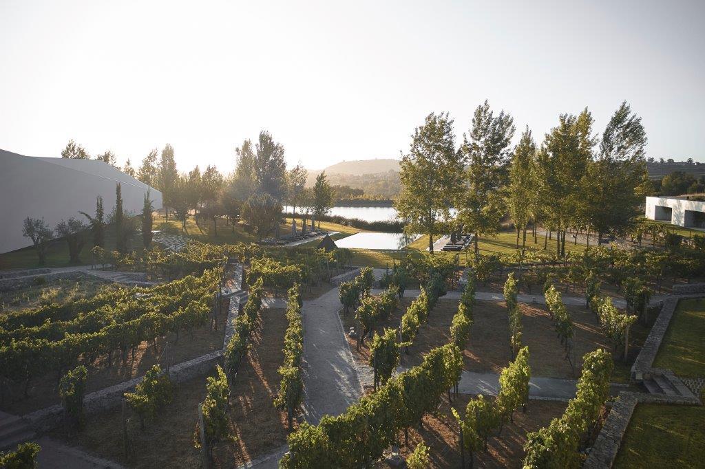 Organic Vineyards and Alentejo Landscape