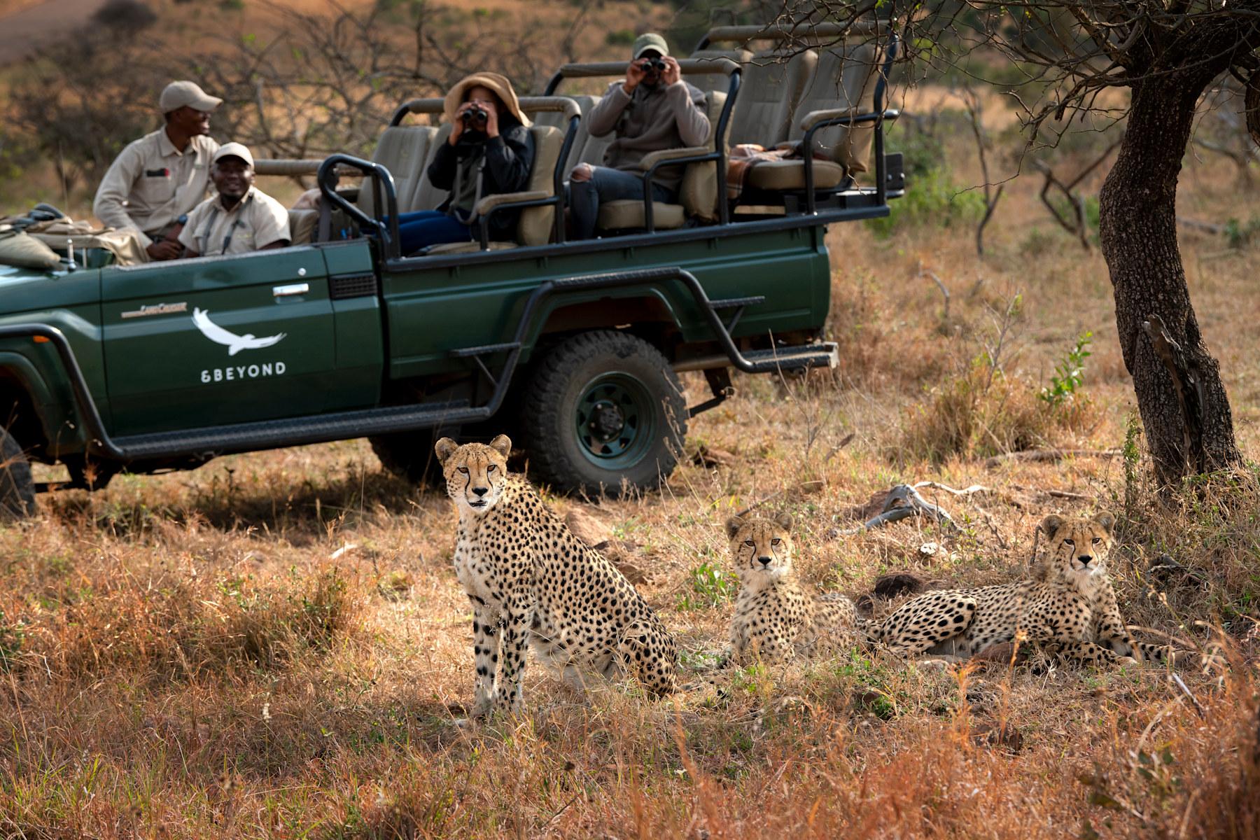 Cheetah Tracking Game Drive