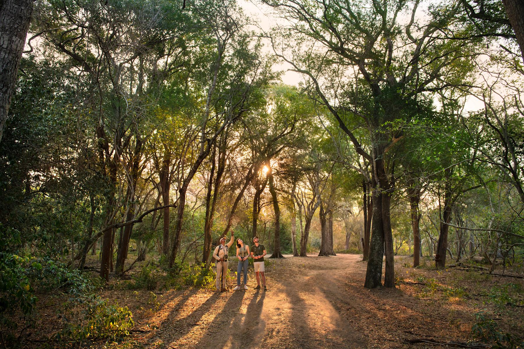 Guided Bush Walk