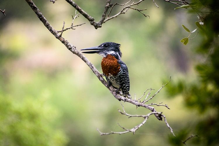 Singita Sweni Suites