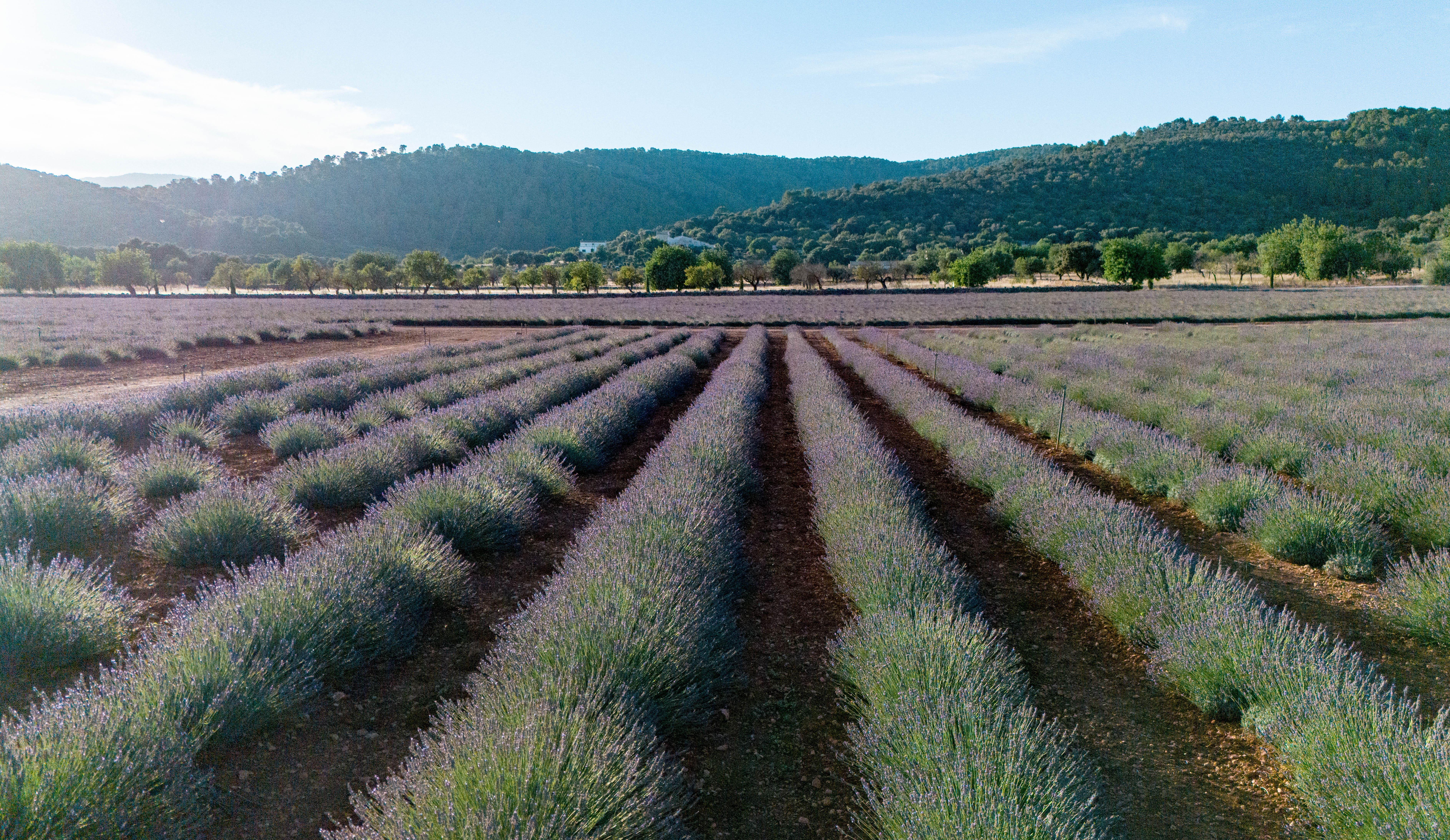 Lavender fields and olive groves