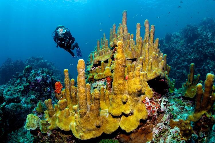 Scuba diving with Scuba St. Lucia in marine park