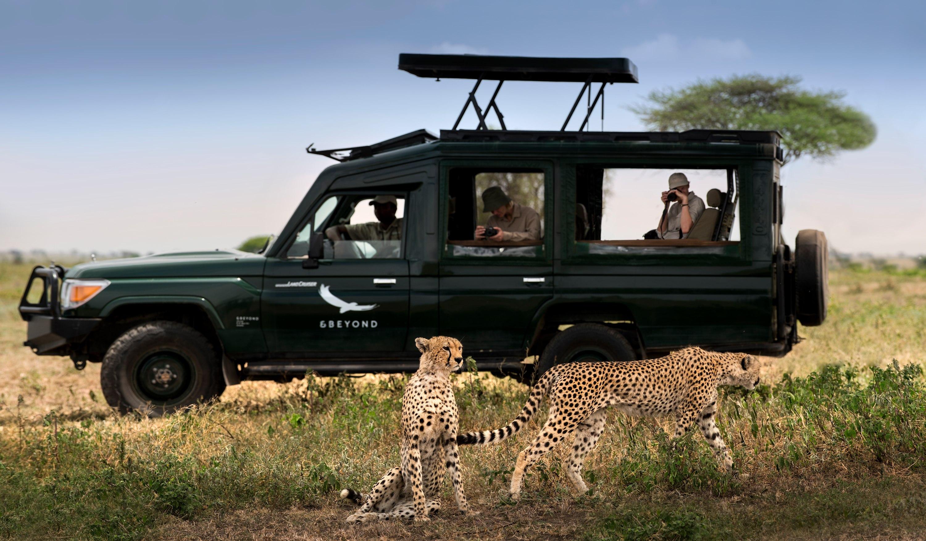 Safari Vehicle Observing Cheetahs in Serengeti
