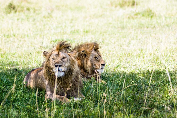 Serengeti Lion Pride in Grumeti Concession