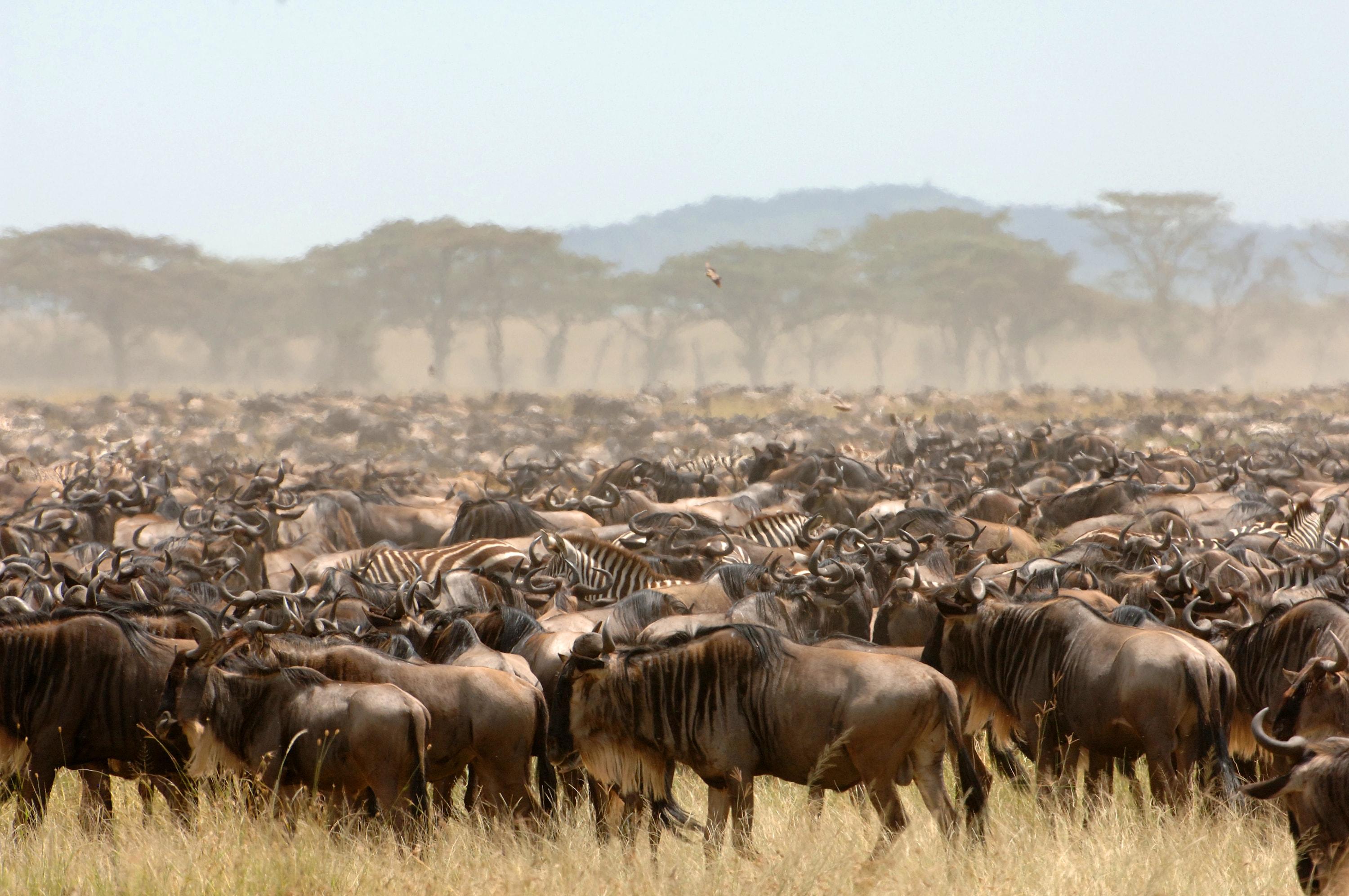 Great Migration Herds Crossing the Mara River