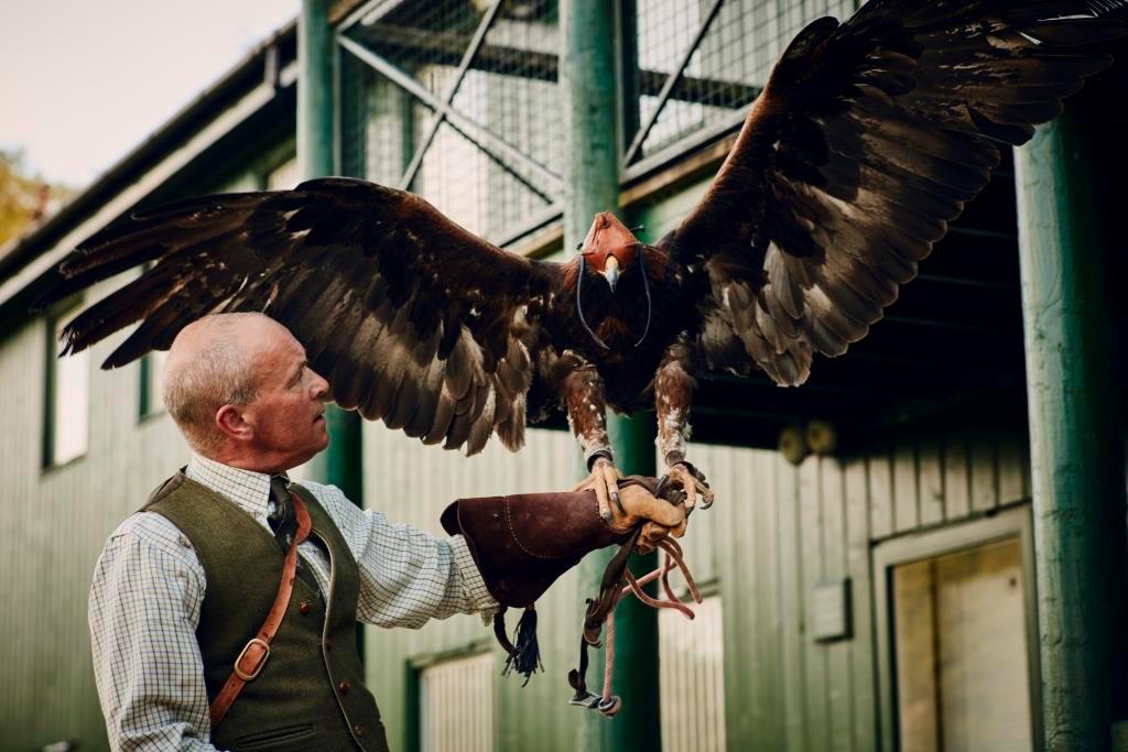 Falconry at Gleneagles Estate