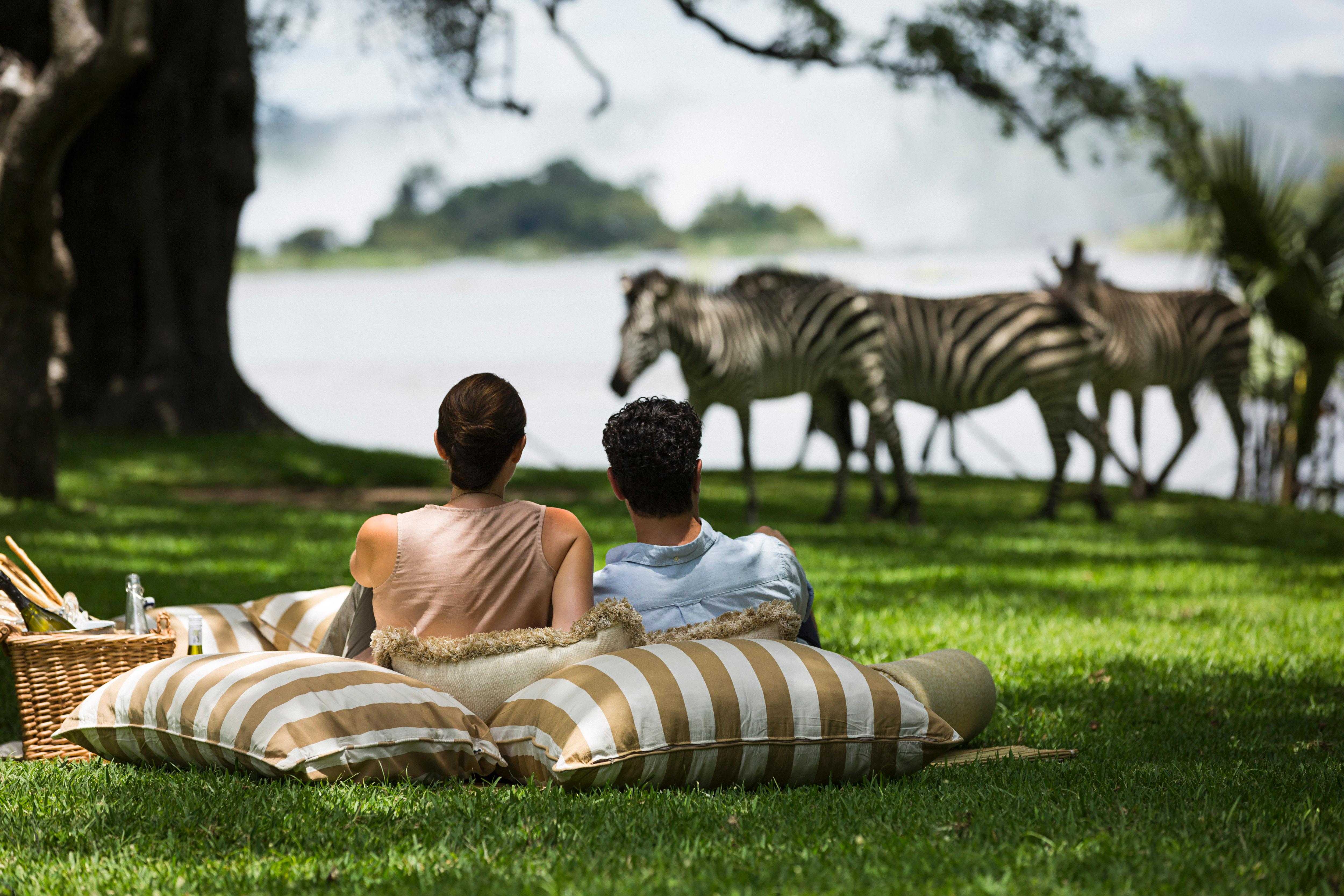 Wild Zebras Grazing on Hotel Grounds