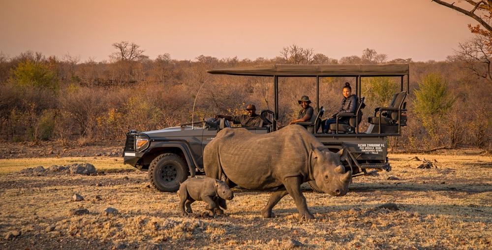 Protected Black Rhino