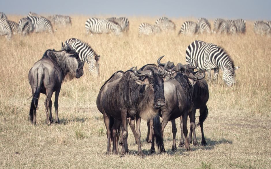 Micato Safaris Custom Bespoke Safaris Travel Agents