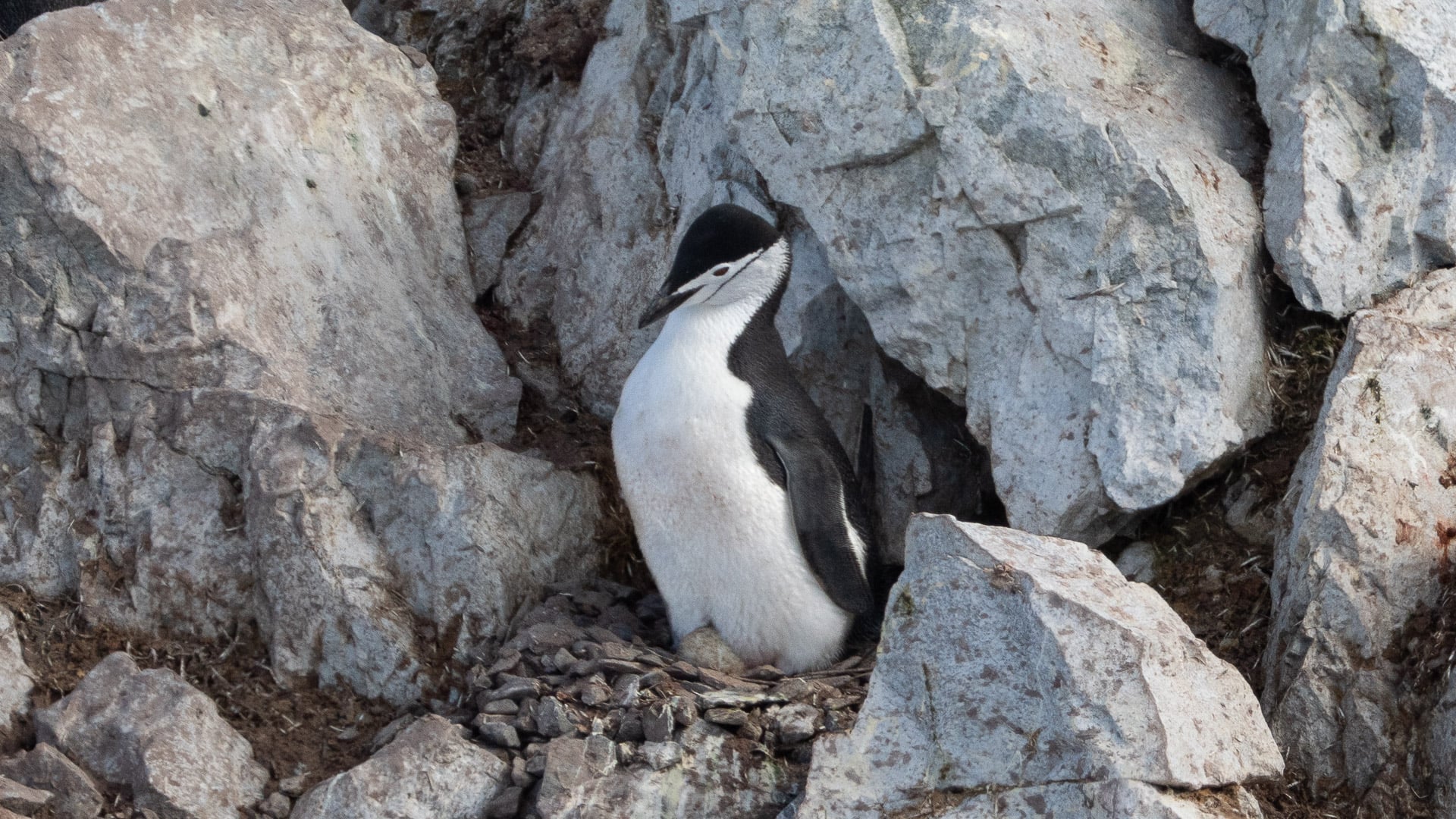 Chinstrap penguins nesting on high rocky cliffs of Orne Island Antarctica
