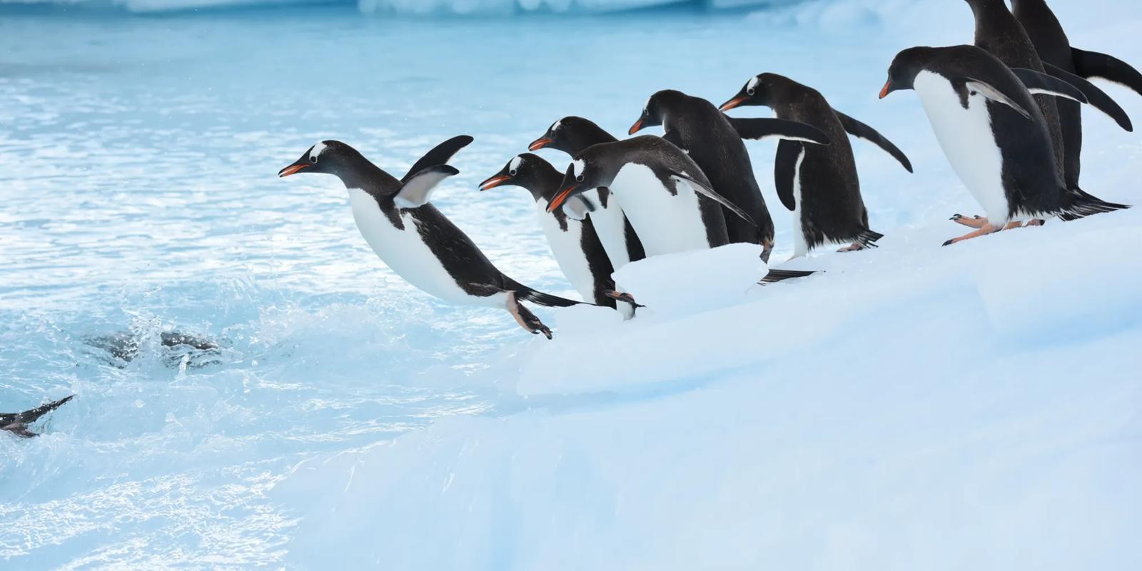 Ponant Emperor Penguins Ross Sea Antarctica