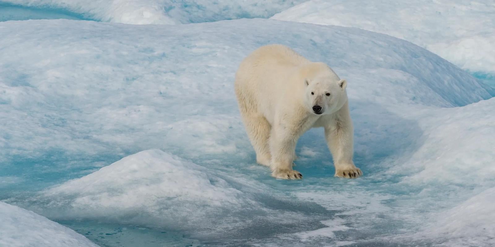 Ponant Northwest Passage Cruises