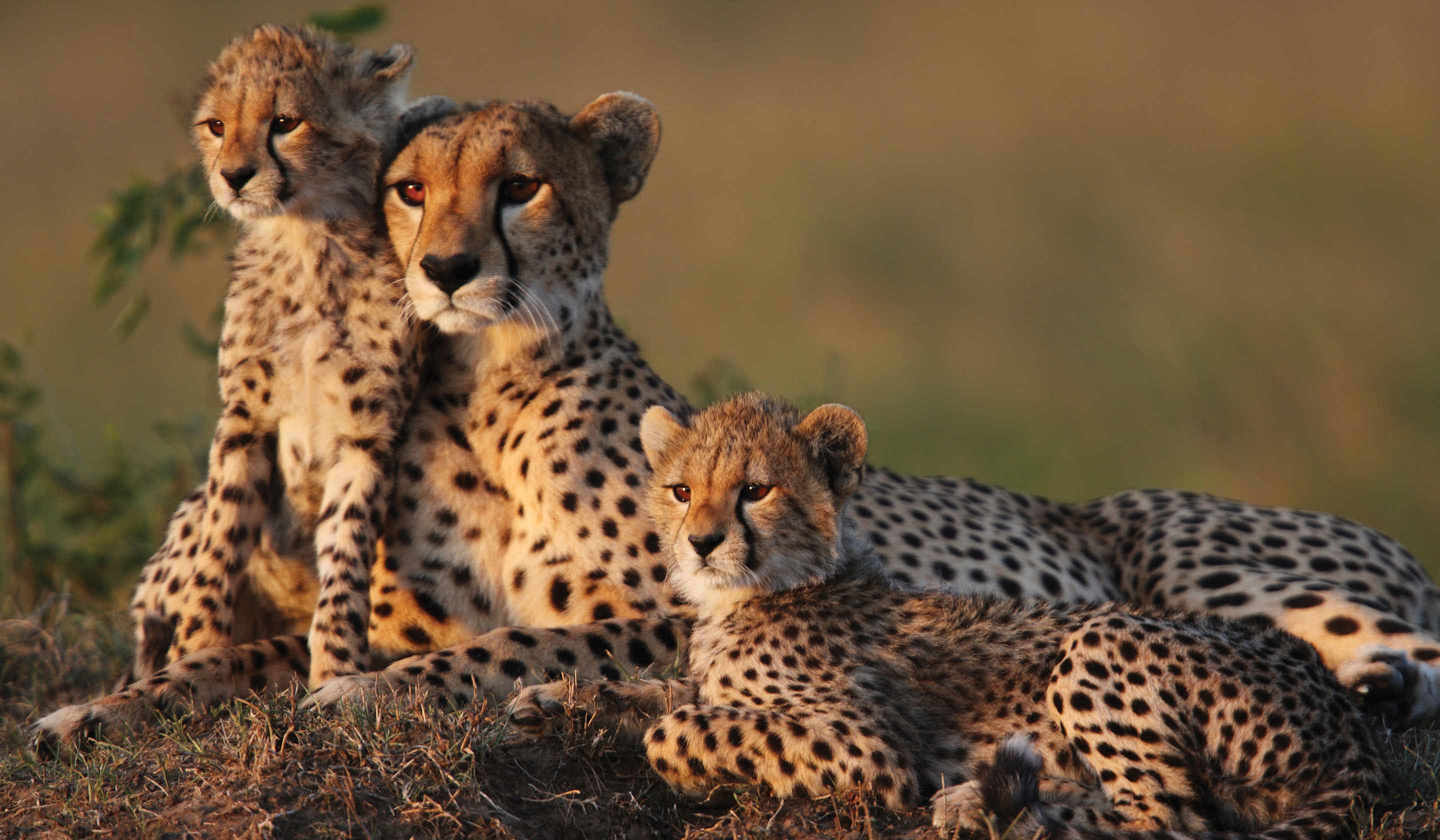 Tauck Africa Luxury Safaris