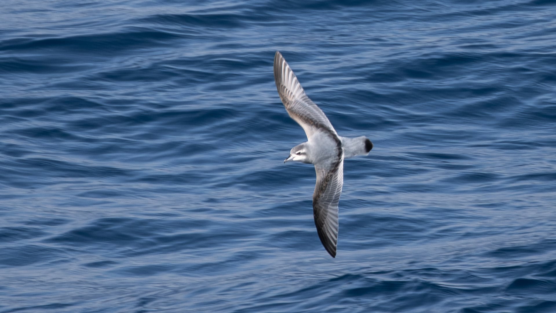 Wandering Albatross soaring gracefully over the waves of the Drake Passage