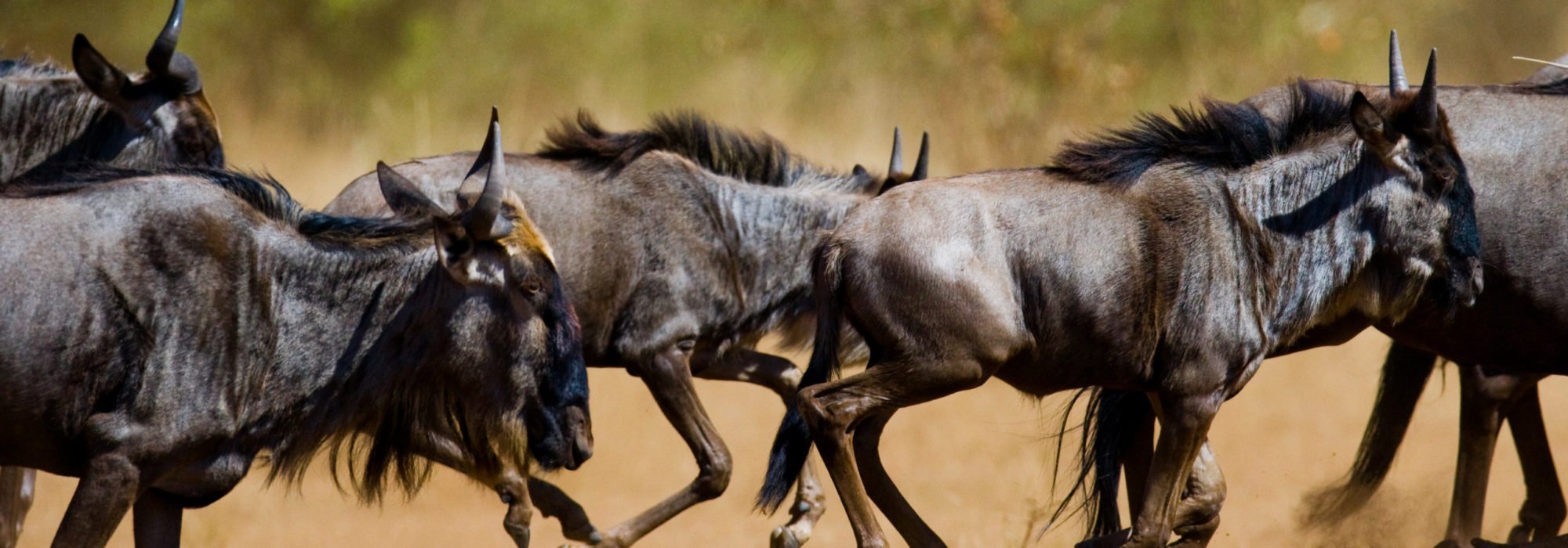 Kenya travel agents packages deals