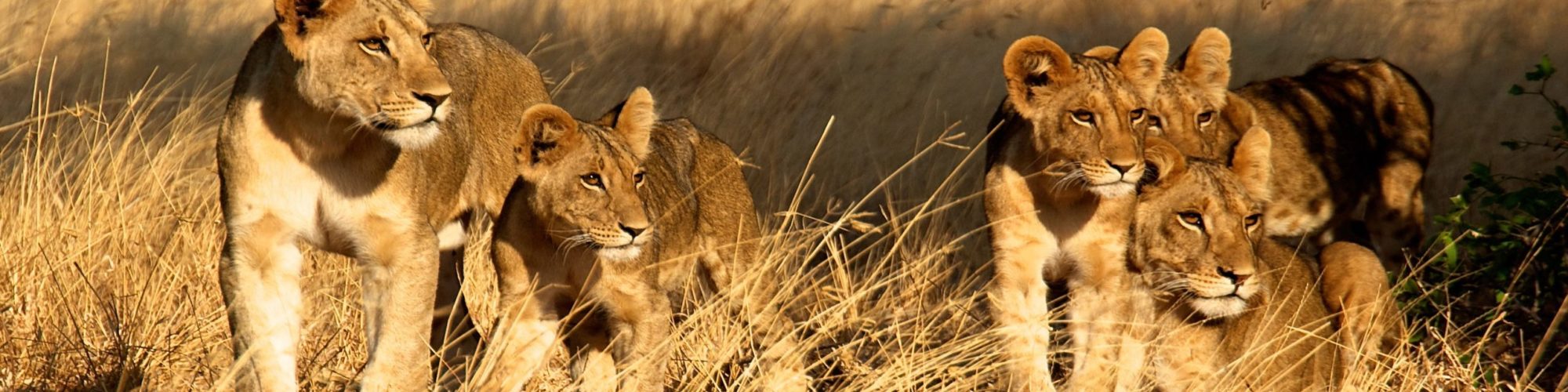 Kenya Travel travel agents packages deals