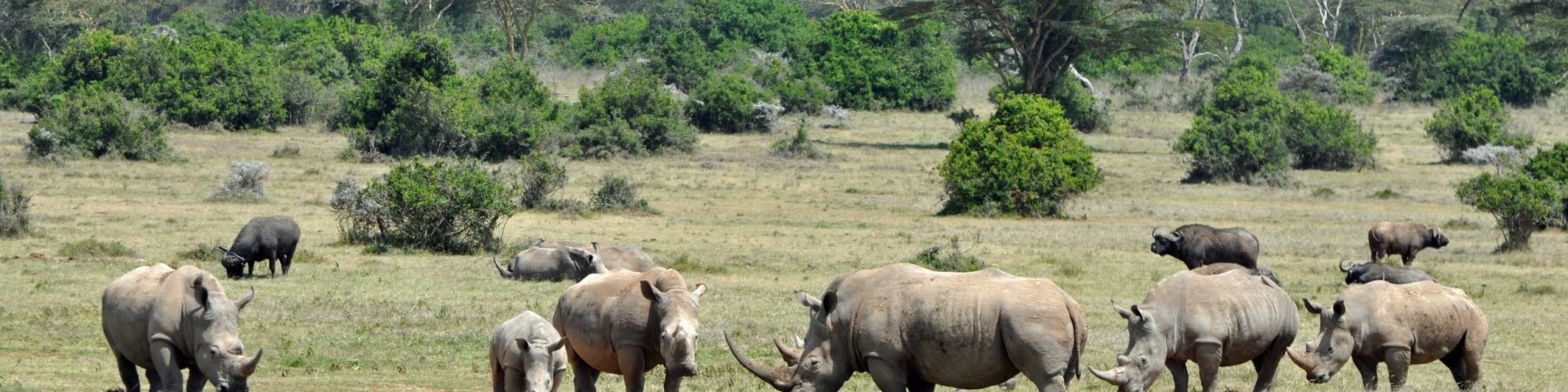 Kenya travel agents packages deals
