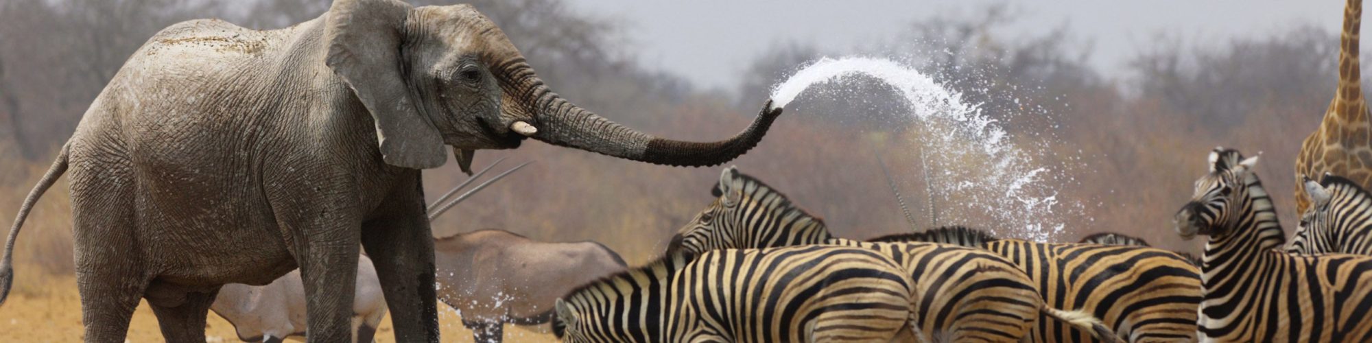 Etosha National Park travel agents packages deals