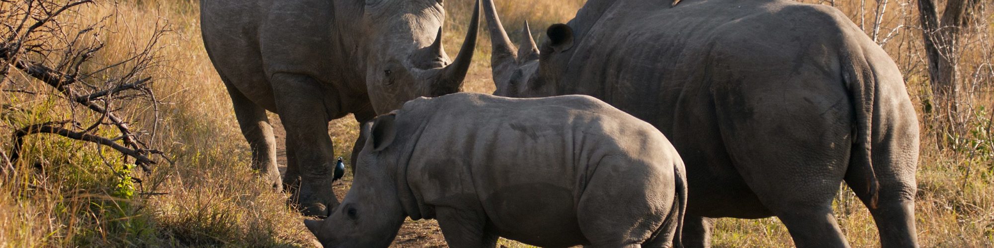 South Africa travel agents packages deals