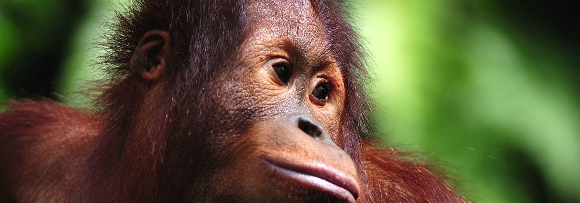 Borneo travel agents packages deals