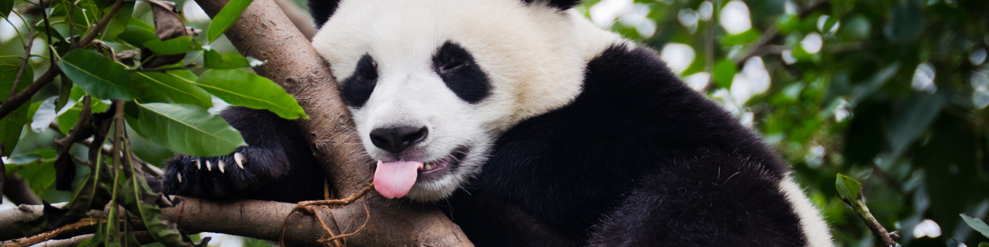 China travel agents packages deals