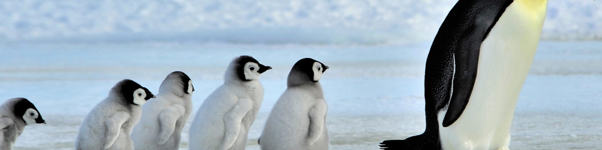  travel agents packages deals