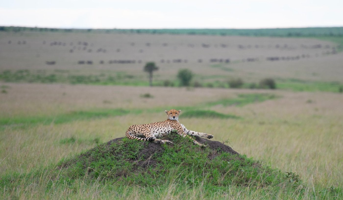 African Travel Inc bespoke luxury safari specialist and preferred partner