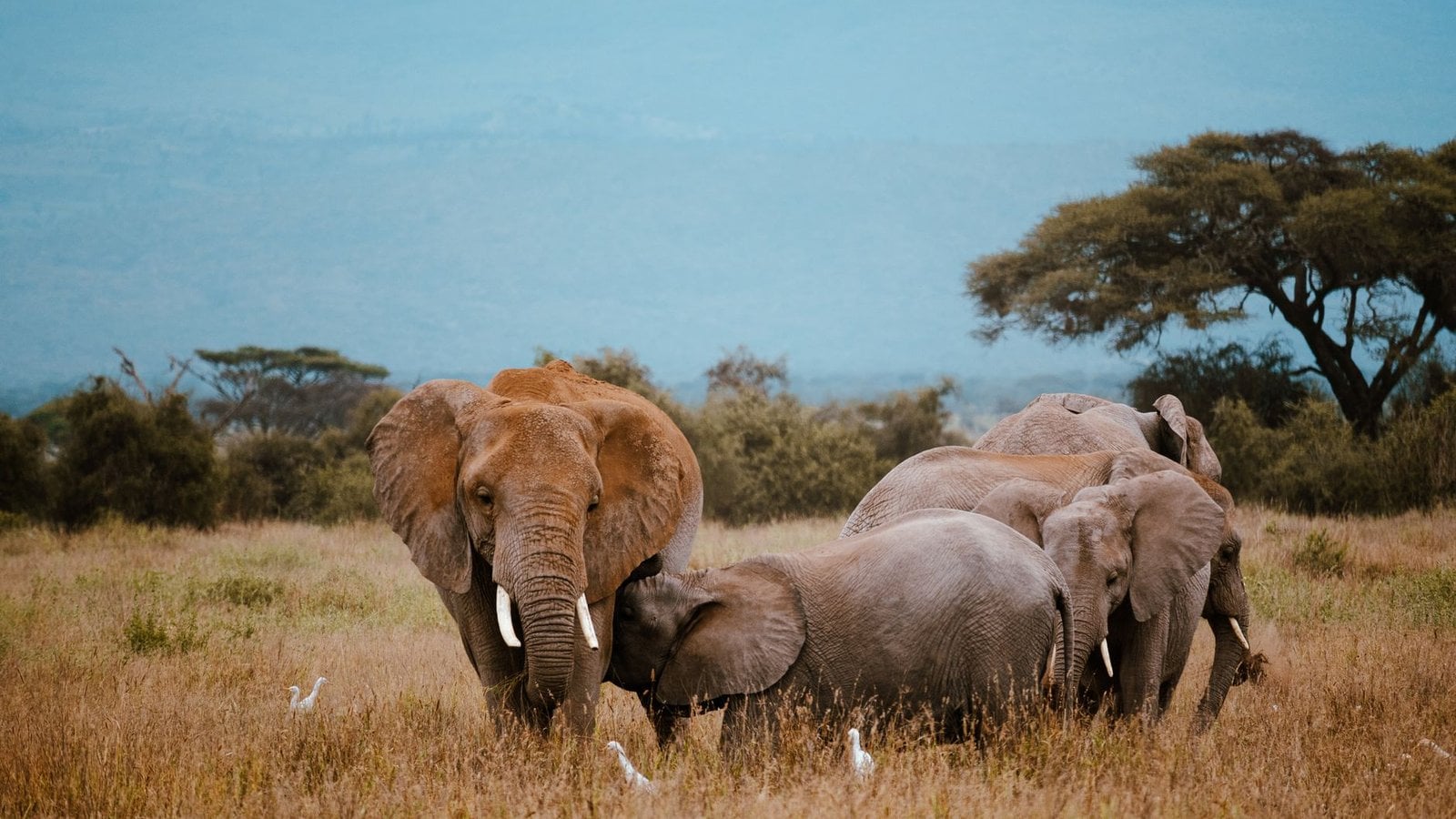 Best Africa Safari Vacation Travel Agents