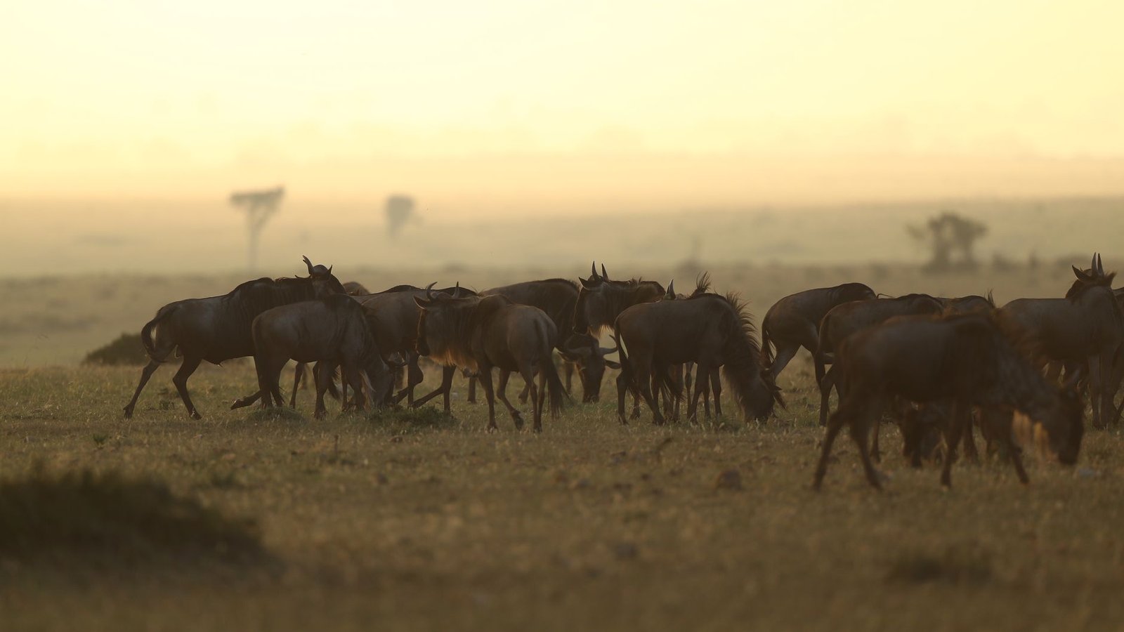 African Travel