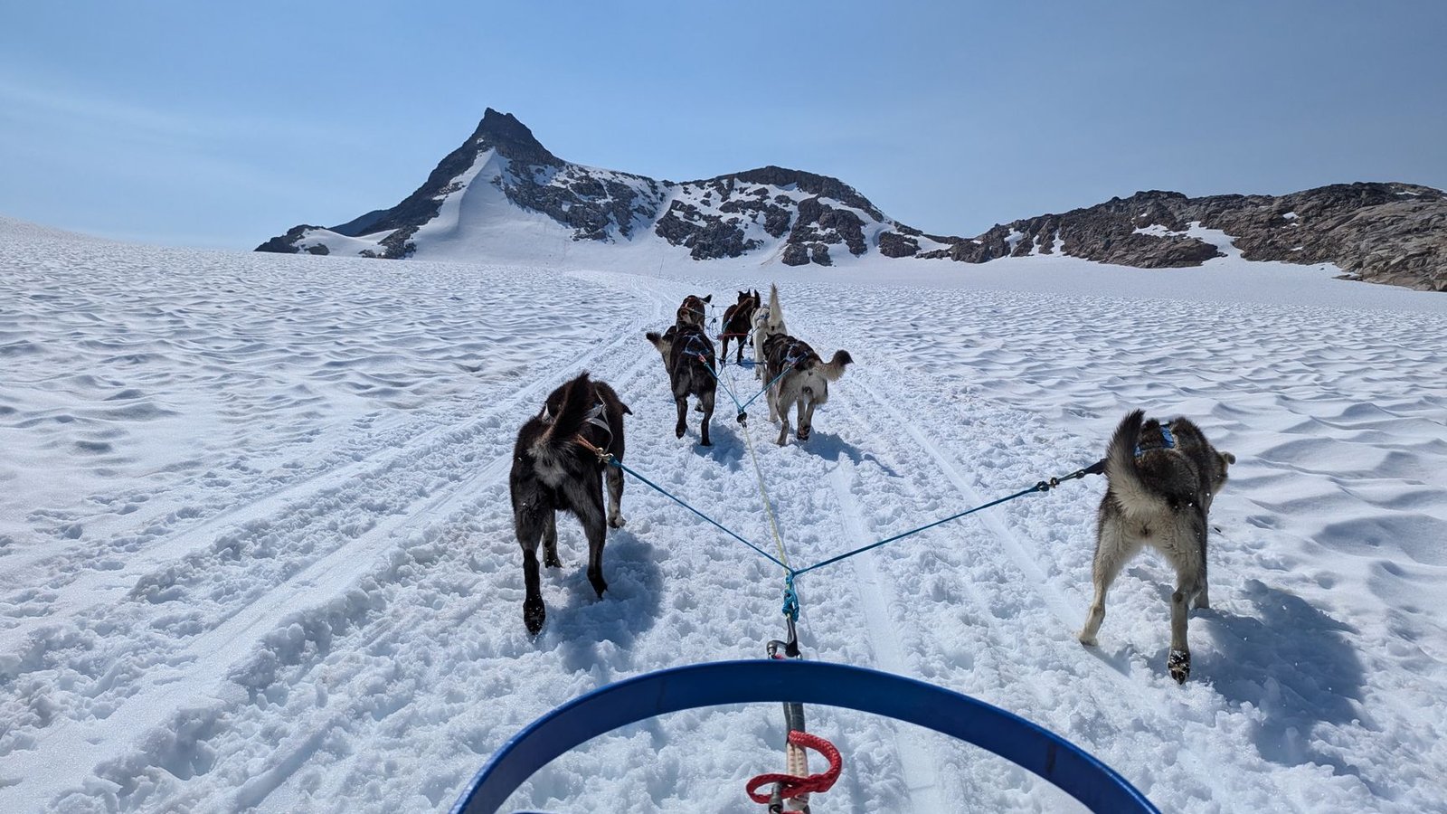 Alaska Dog Sledding And Glacier Landing Tours