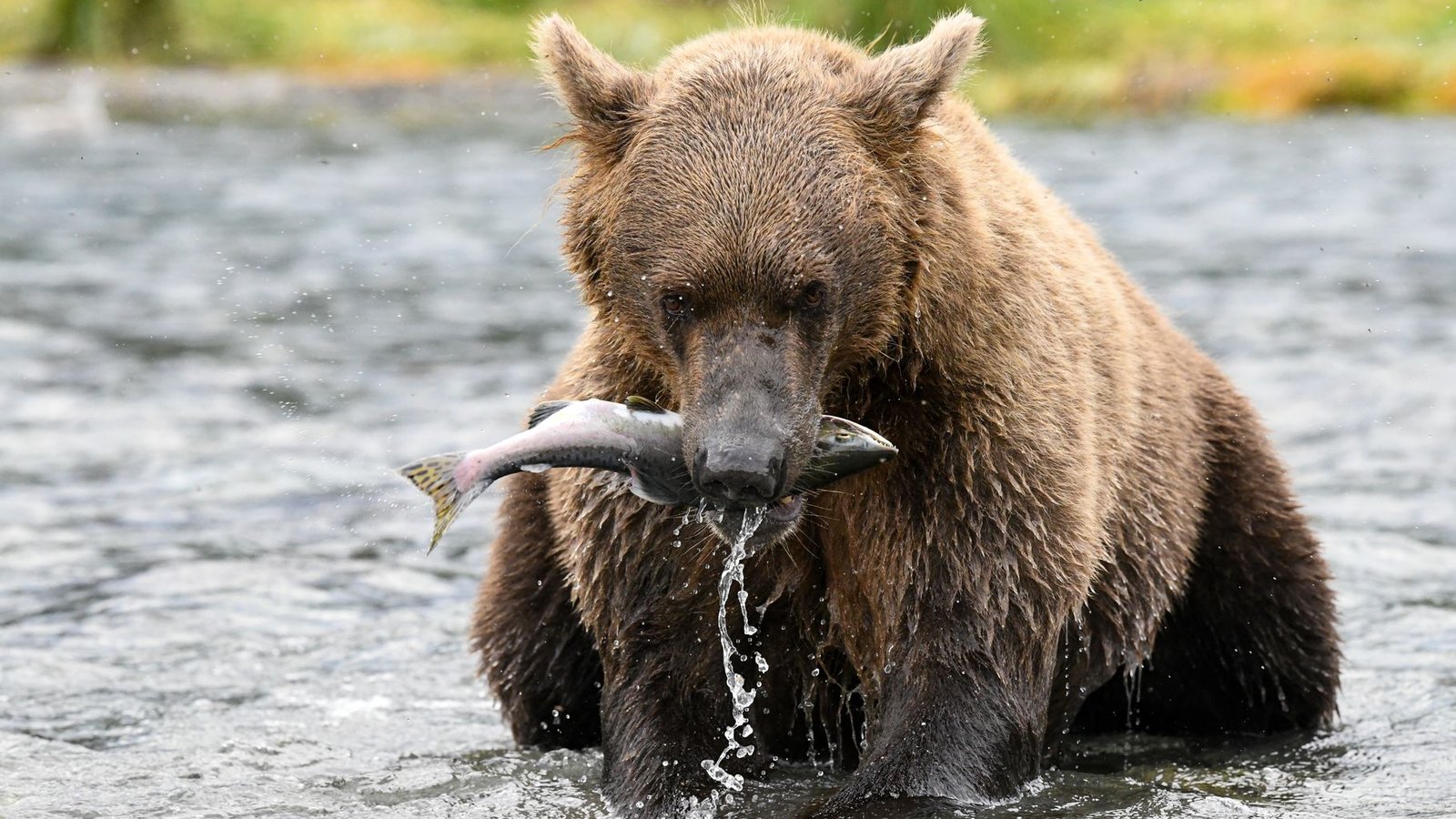 Alaska Land Tours