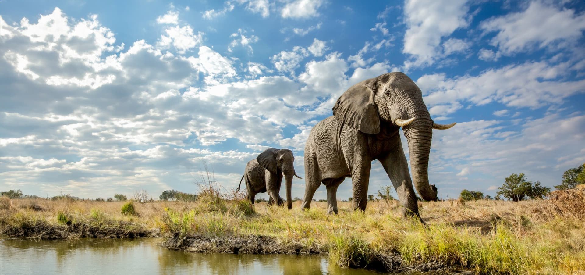 Best Amawaterways Africa Safari Cruises Travel Agents