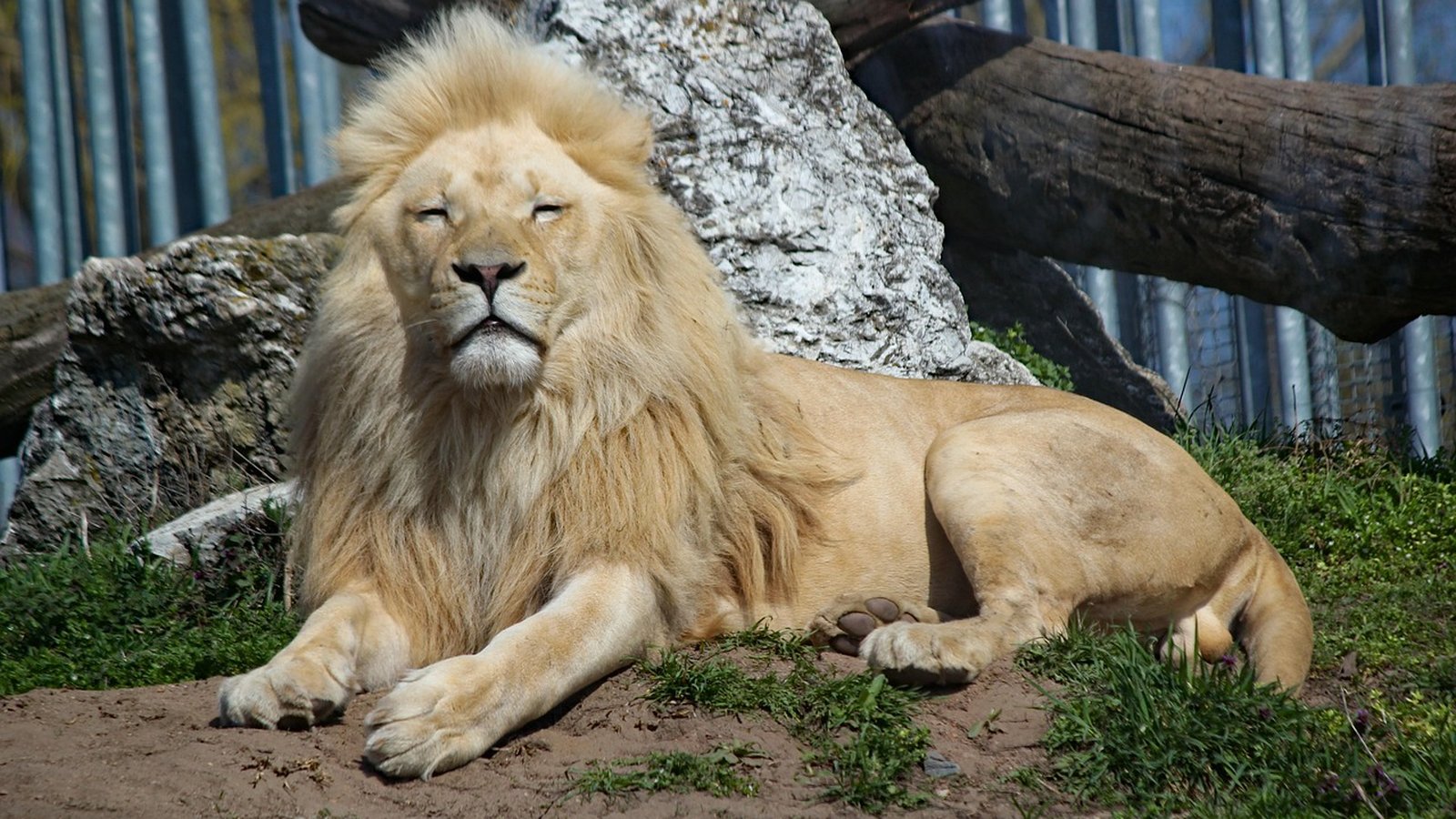 Best Wildlife & Safari Travel Agents