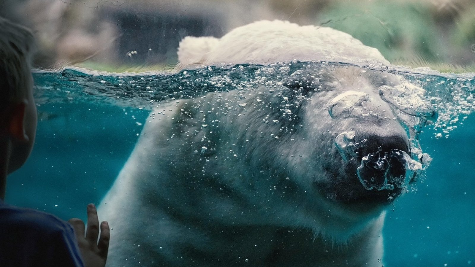 Arctic Expedition