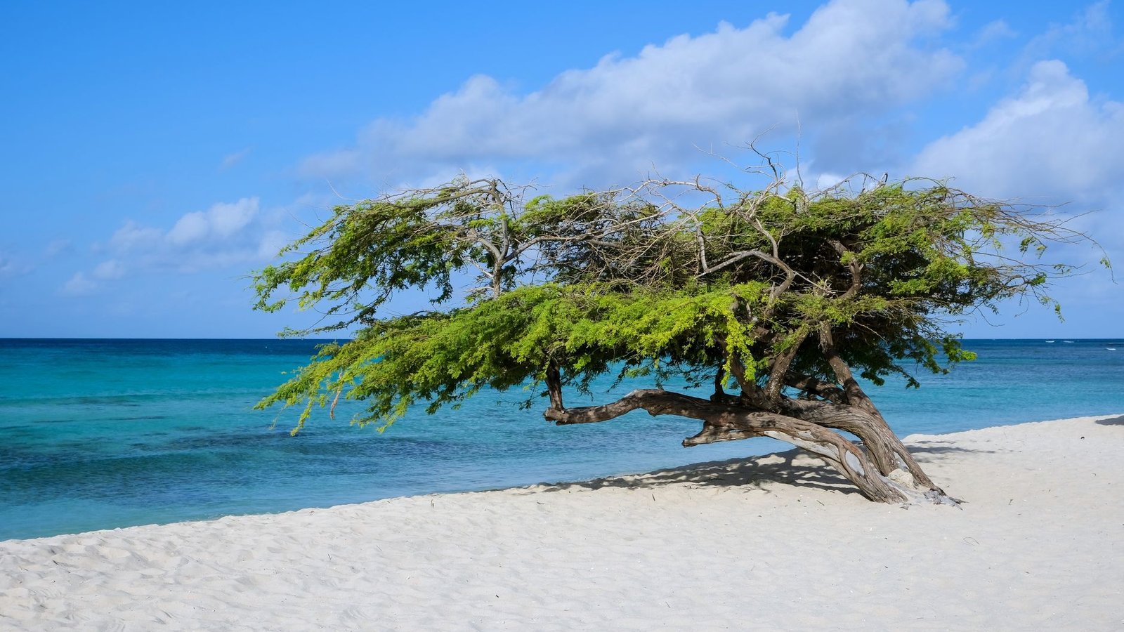 Best Aruba Vacation Travel Agents