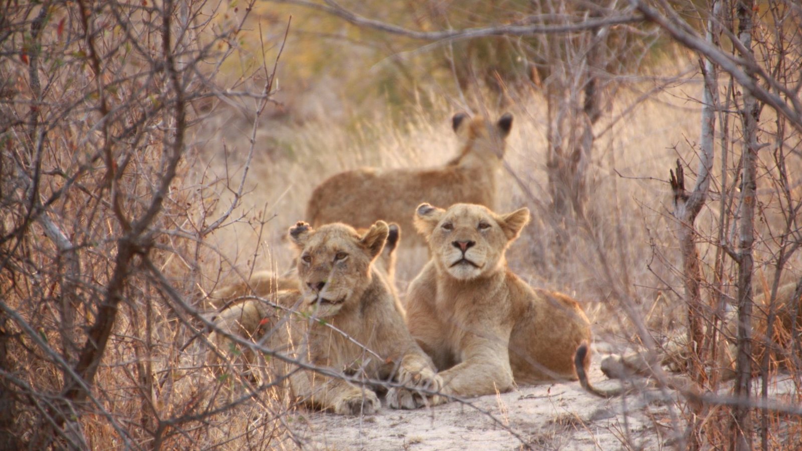 Best Big Five Tours & Expeditions Travel Agents
