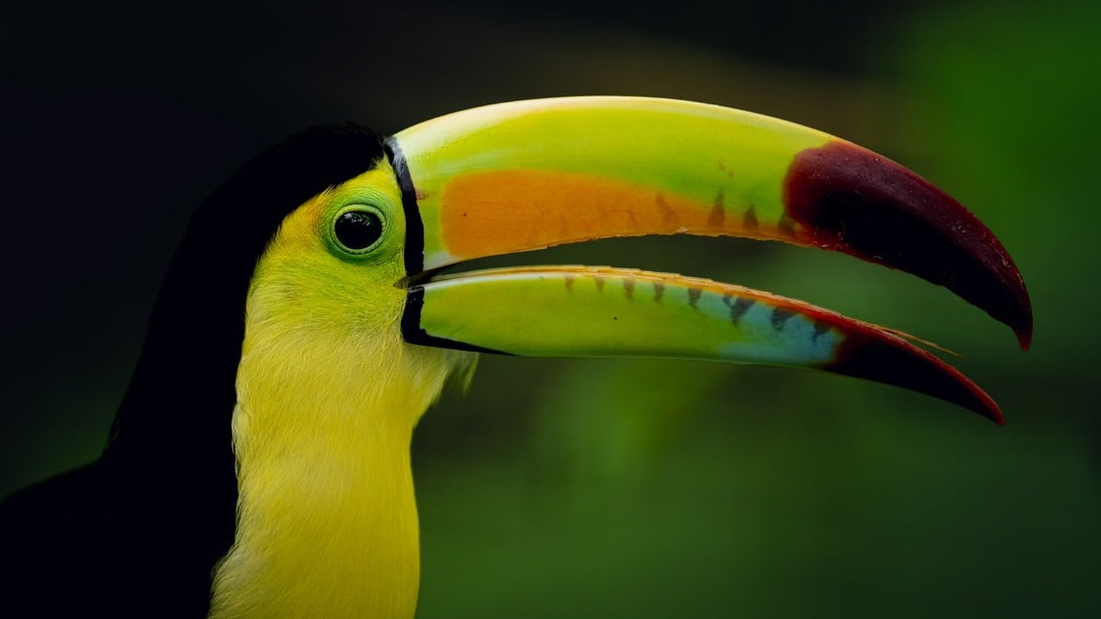 Bird Watching Tours