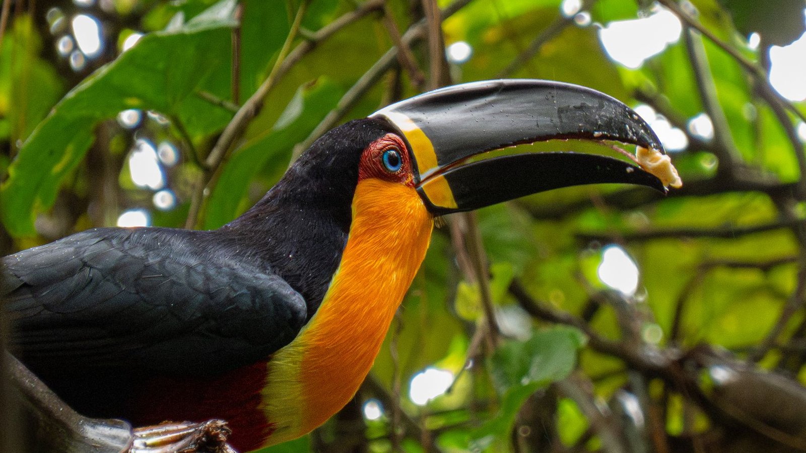 Best Bird Watching Travel Agents