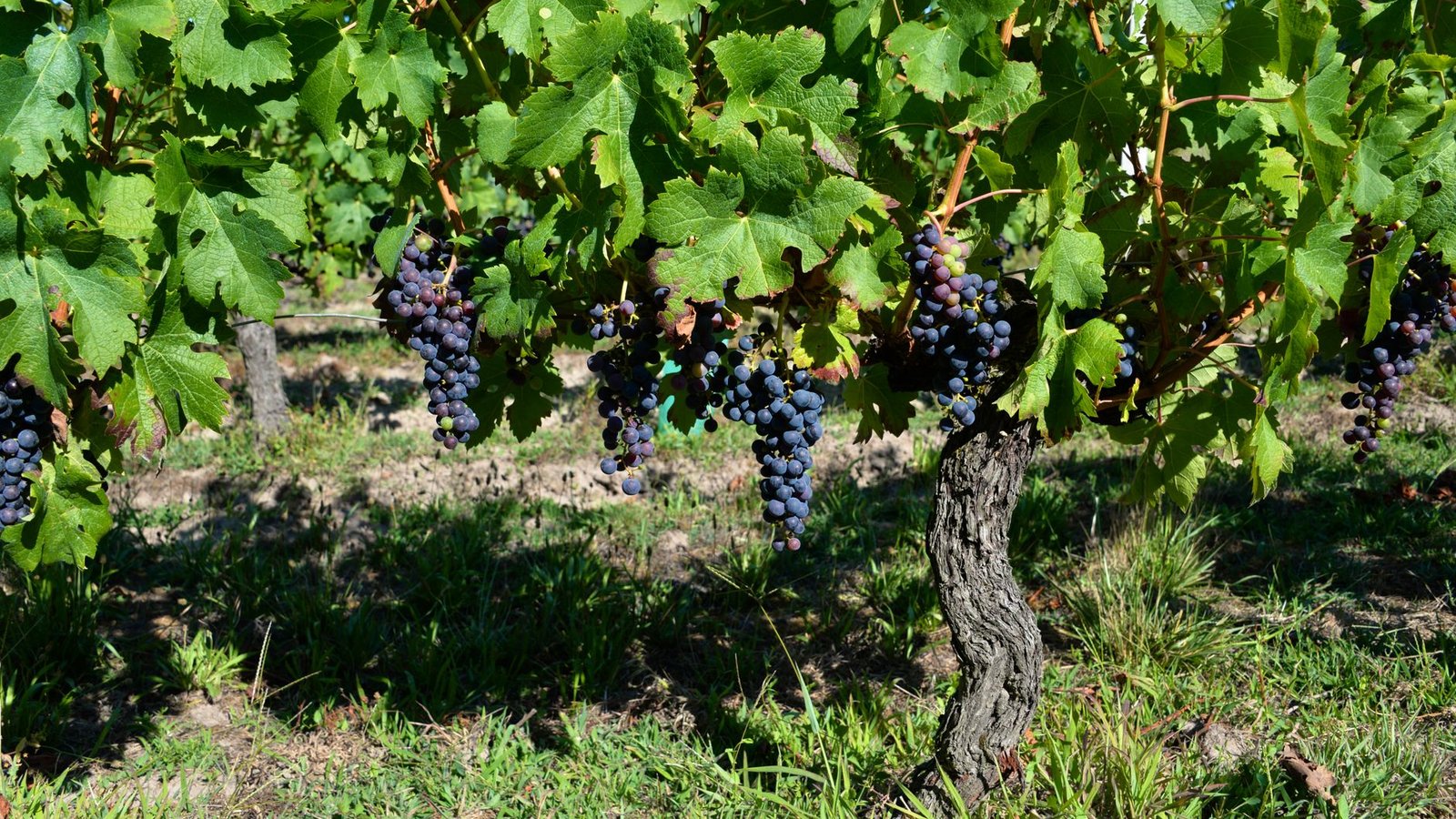 Best Bordeaux Wine Tours Travel Agents