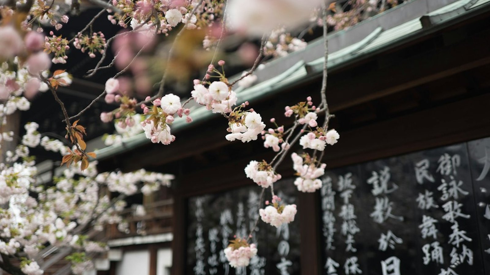 Best Cherry Blossom Tours Japan Travel Agents - Spring Sakura in Bloom