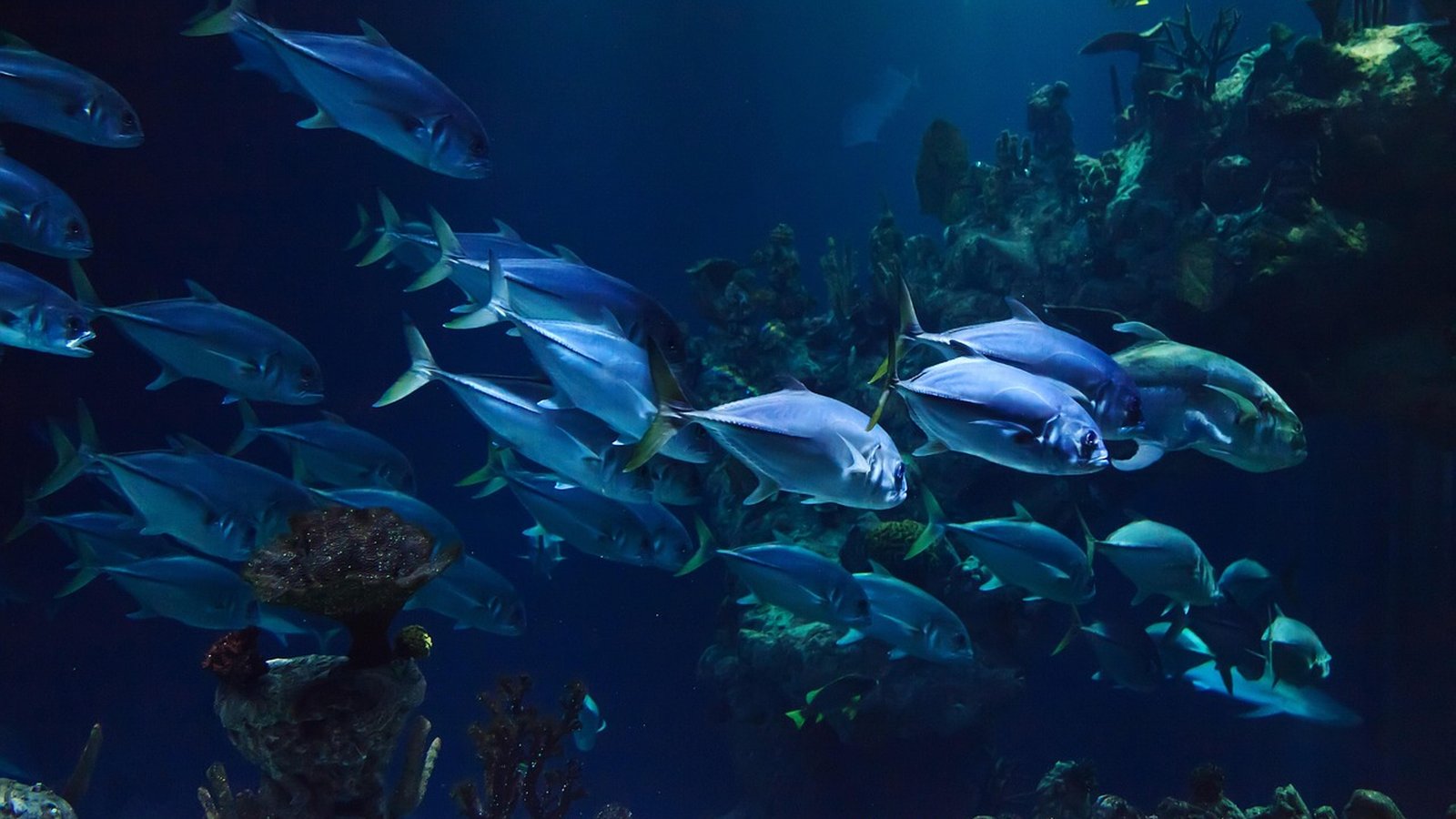 Best Cozumel Vacation Travel Agents