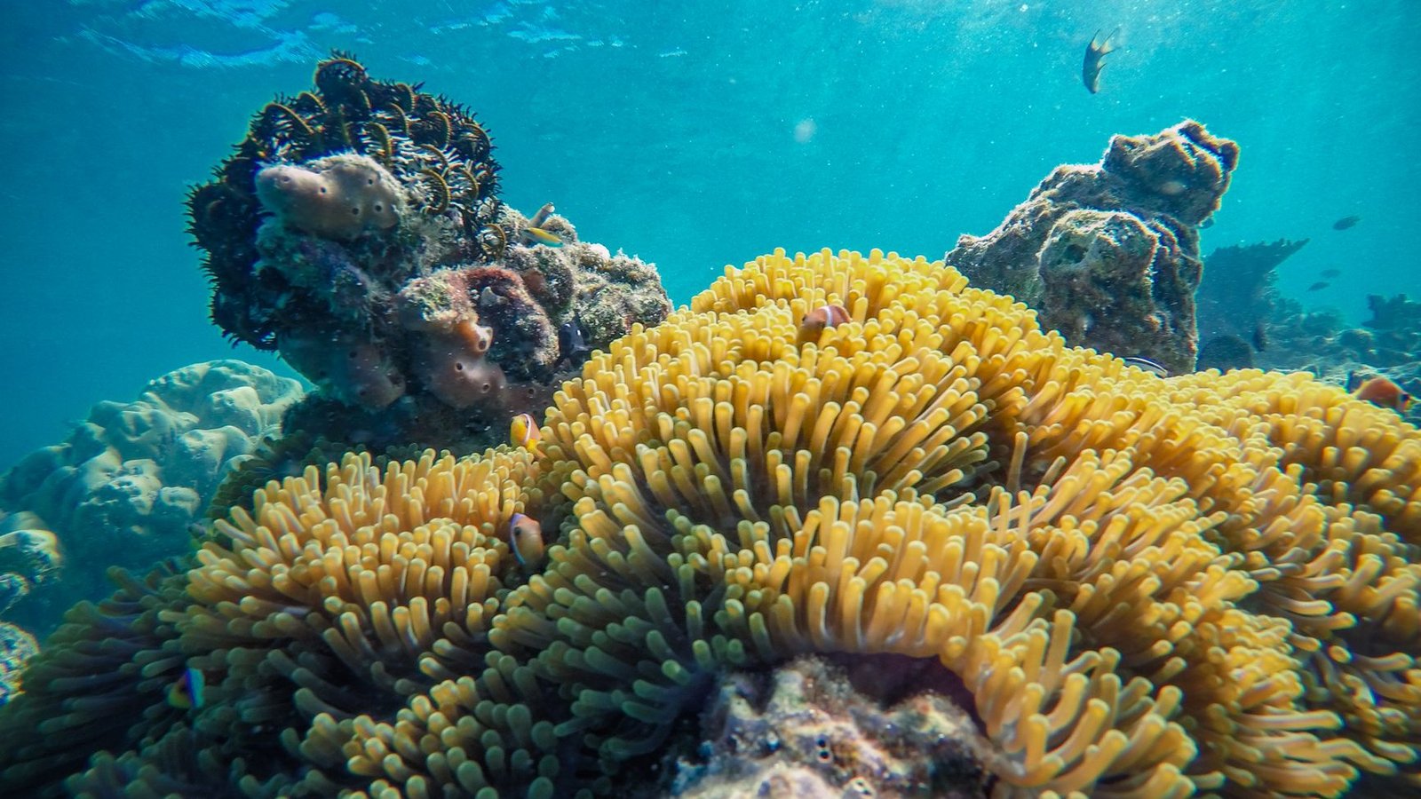 Discovery Cove Vacations