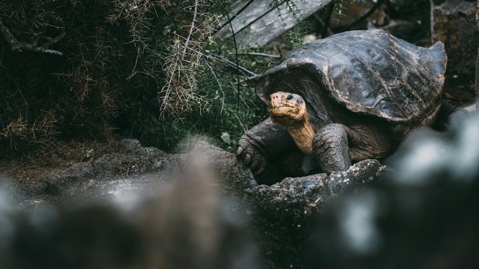 Galapagos Islands