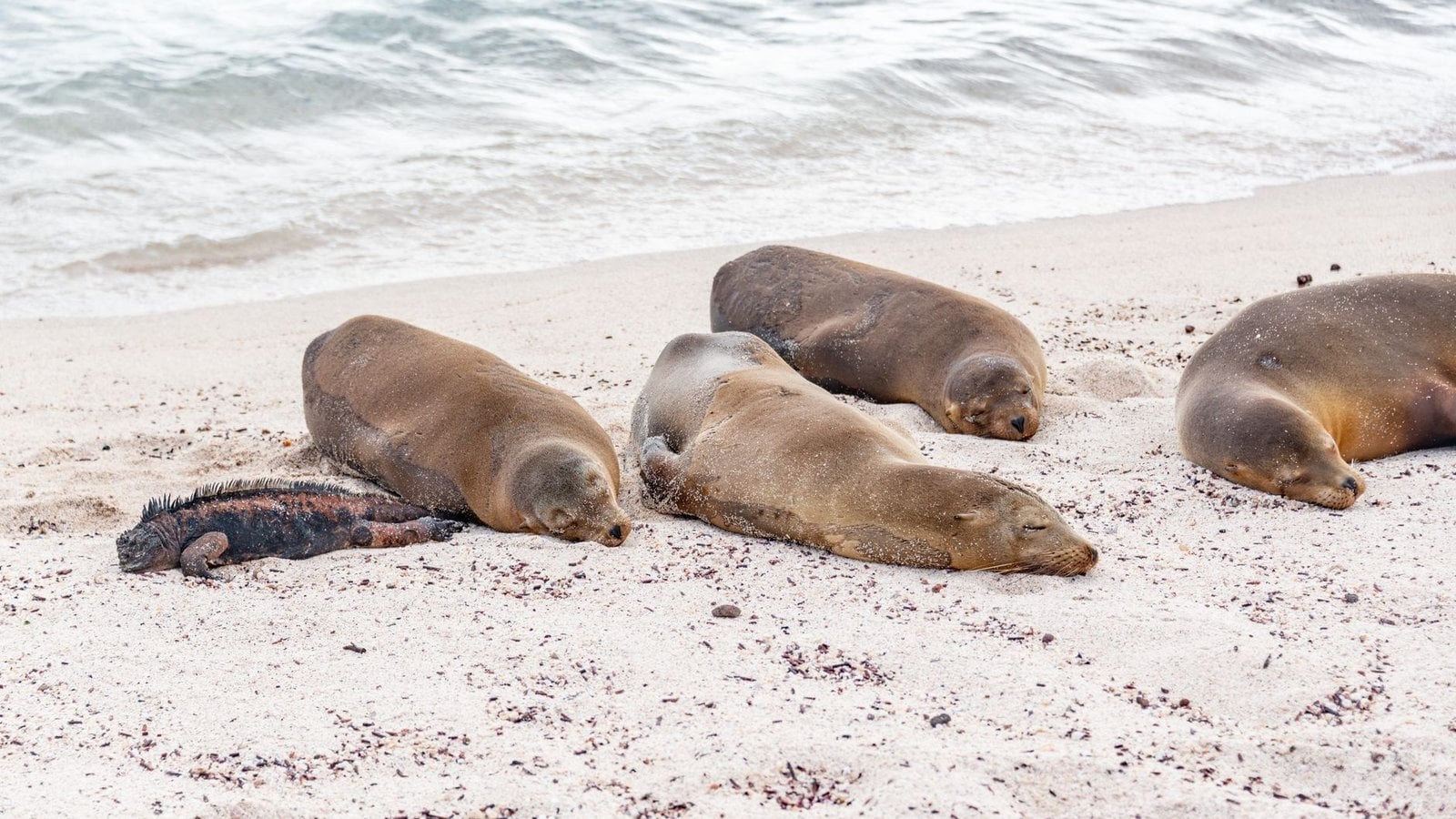 Galapagos