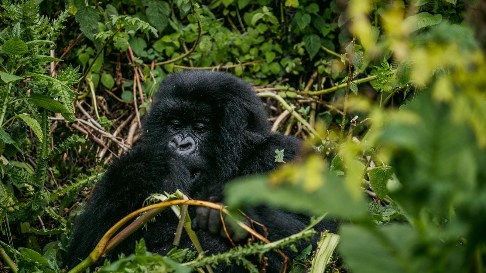 Best Gorilla Trekking Travel Agents