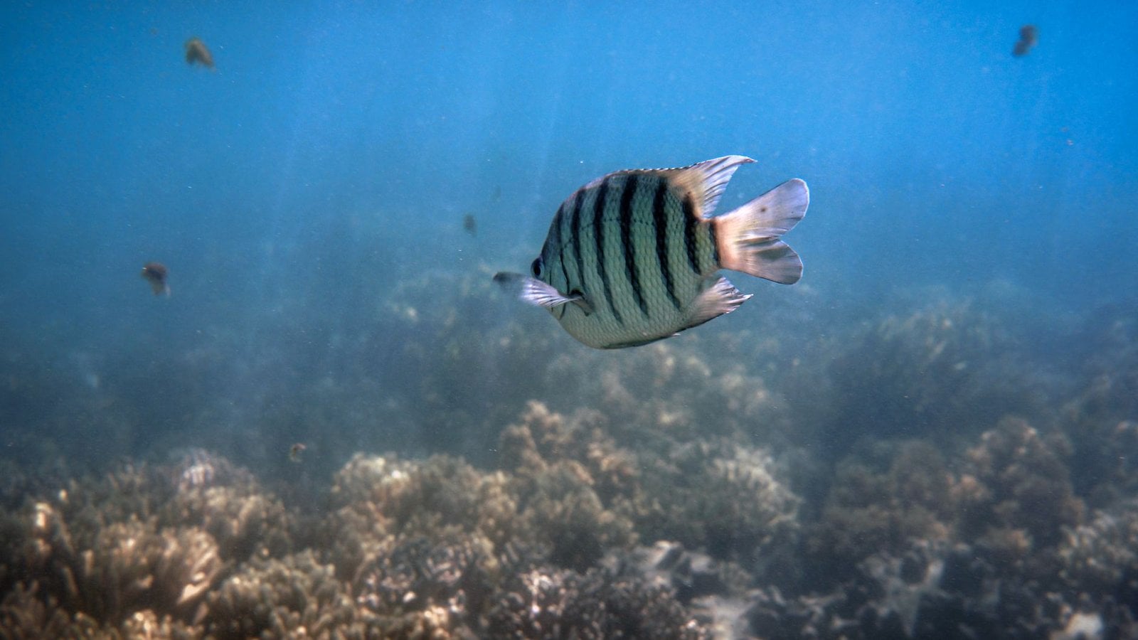 Best Great Barrier Reef Tours Travel Agents