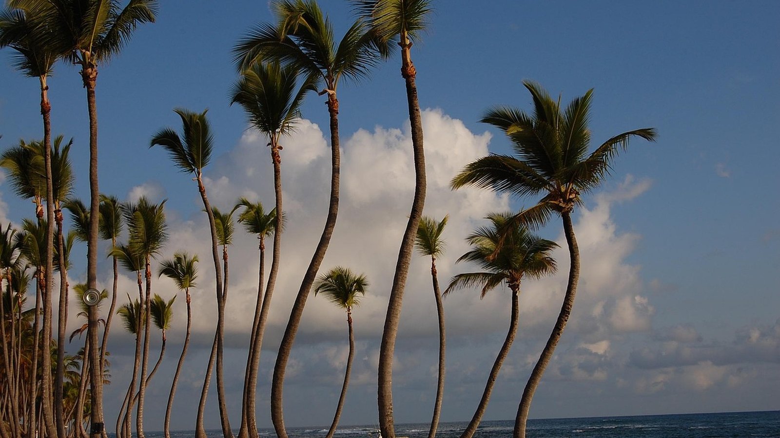 Best Hard Rock Hotel Punta Cana Travel Agents