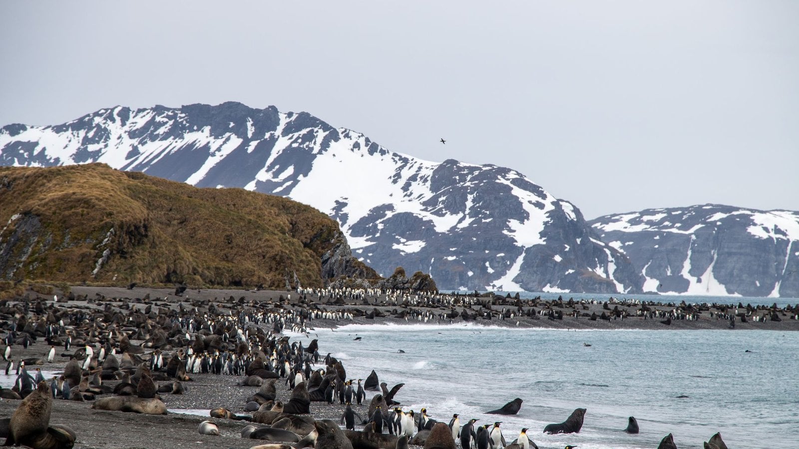 Hx Antarctica South Georgia